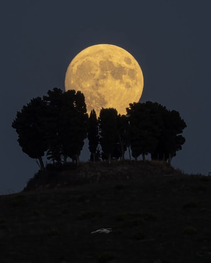 La Registrazione dell' Incontro con Meditazione del 26/04/2025: La Celebrazione della LUNA NUOVA in TORO. L' albero della vita.