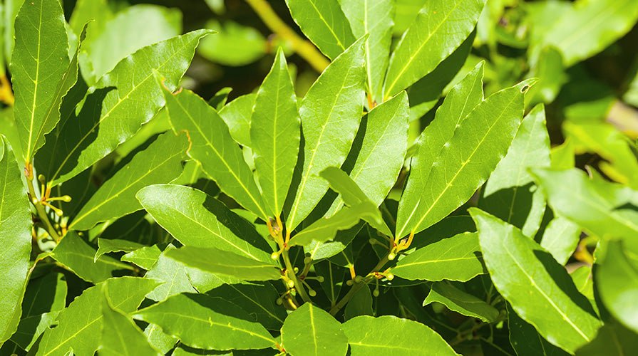 Alloro: proprietà e benefici della pianta – Erboristeria Il Mondo Alchemico