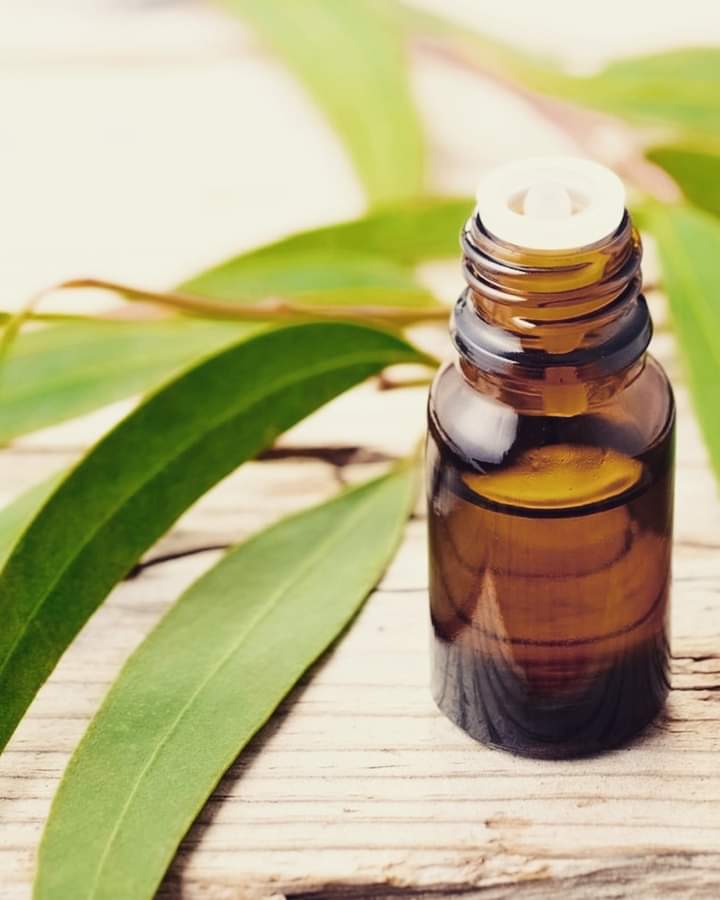 Olio essenziale di eucalipto proprietà e usi – Erboristeria Il Mondo Alchemico