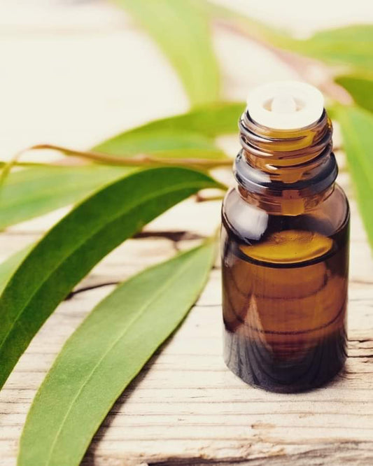 Olio essenziale di eucalipto proprietà e usi – Erboristeria Il Mondo Alchemico